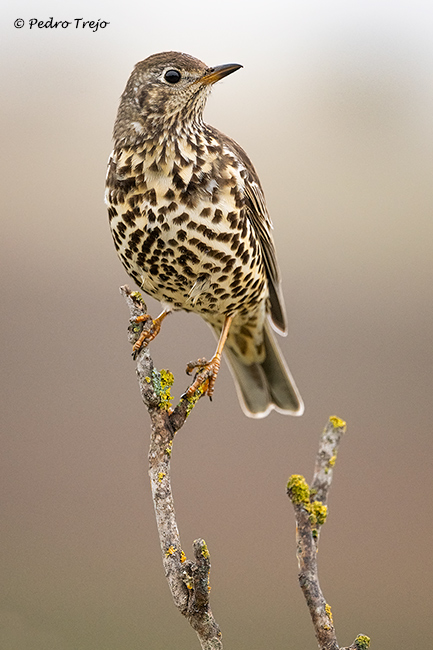 Zorzal charlo (Turdus viscivorus)